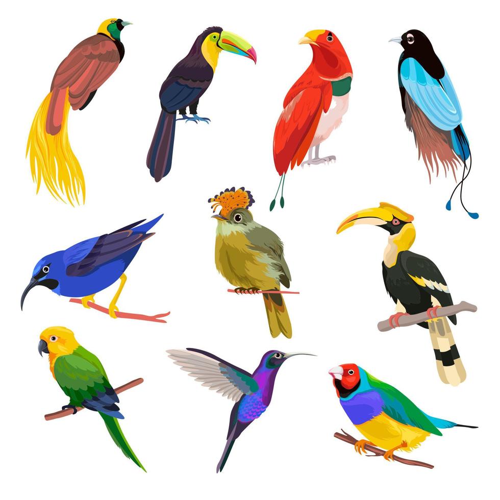 aves tropicales, loros y colibri en ramas vector