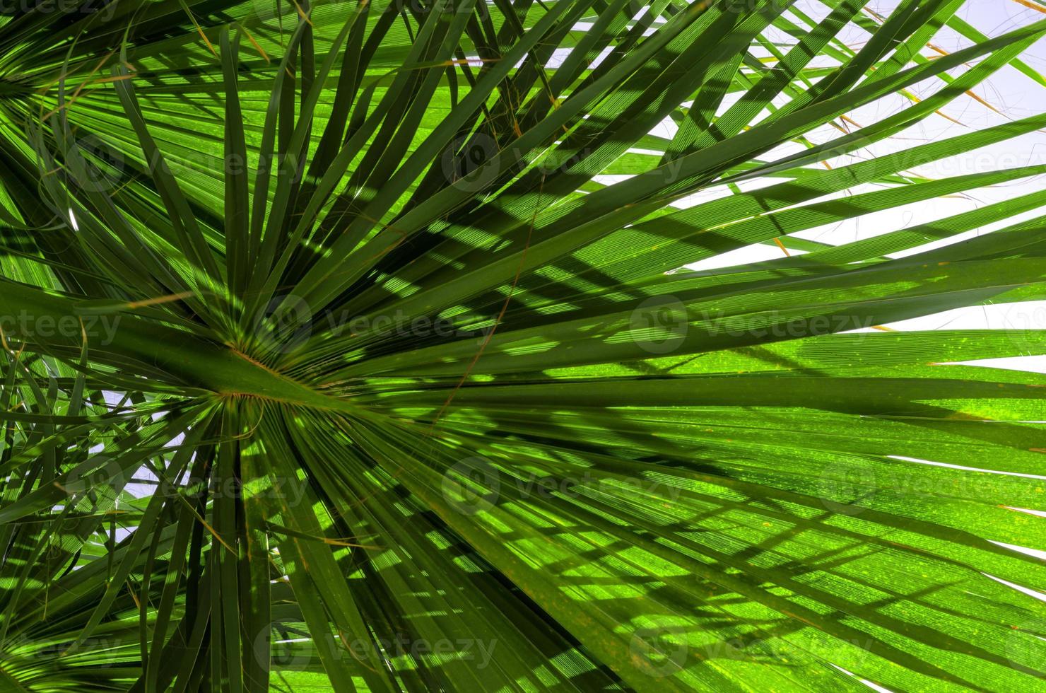 fresh palm tree branches bottom view photo