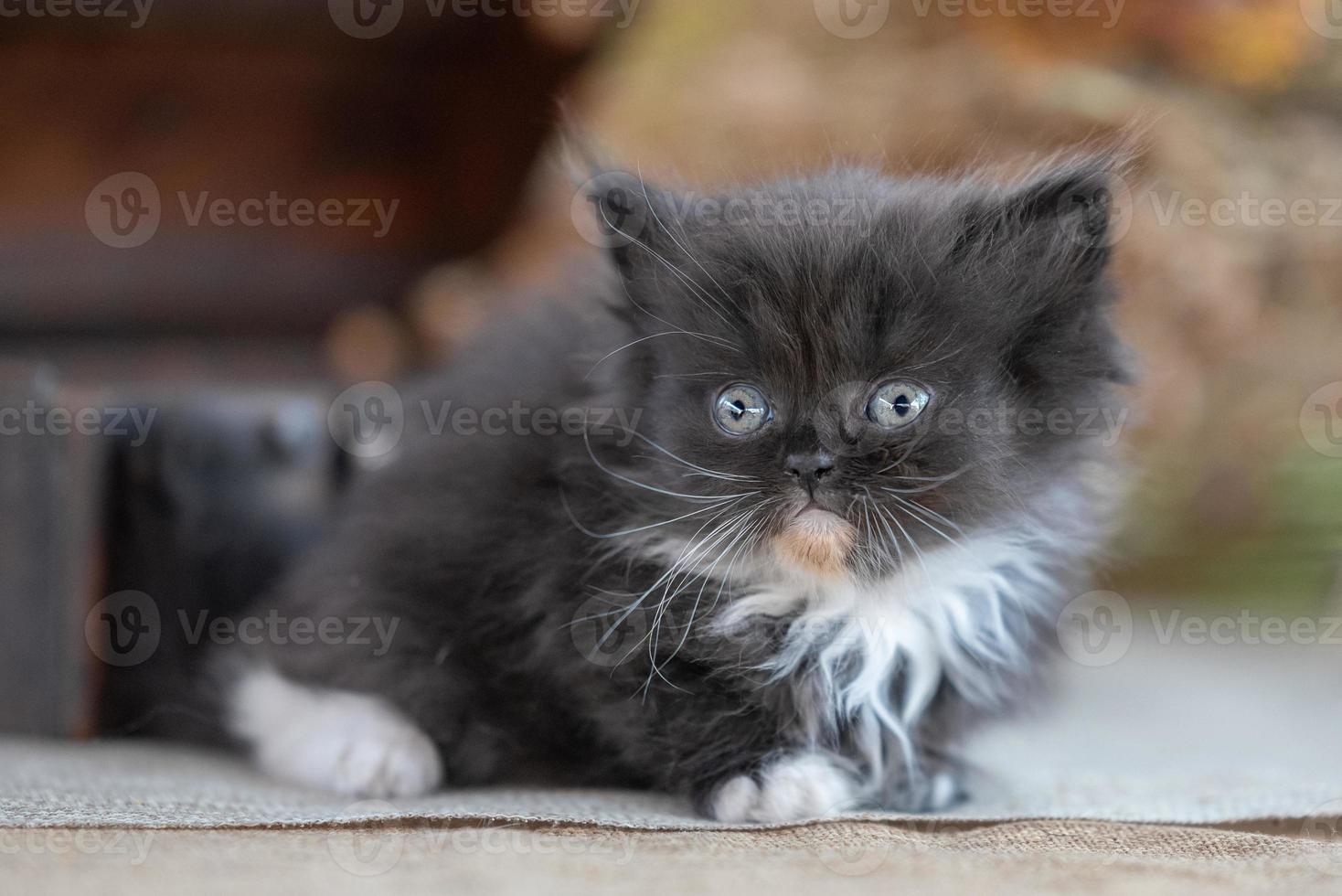 black and white scottish fold kitten on a rustic background photo