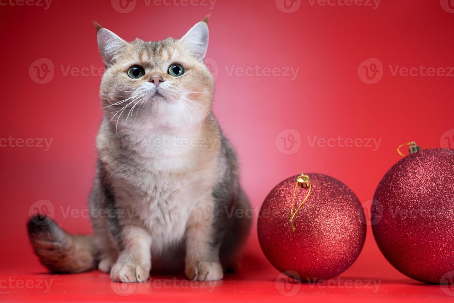 gato británico de pelo corto mira hacia arriba junto a dos grandes bolas de navidad en un fondo rojo foto