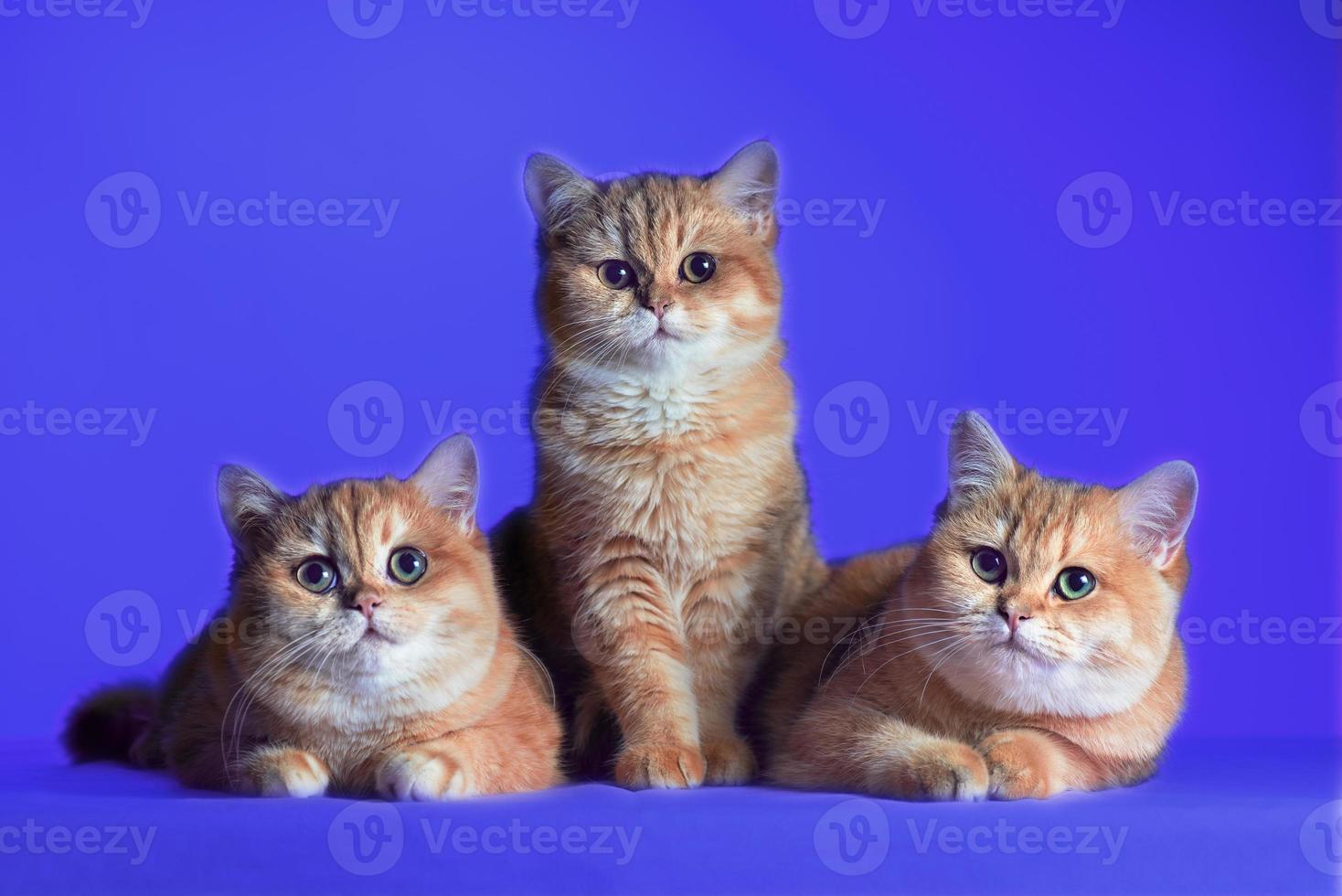 three red-haired British shorthair kittens on a blue background photo