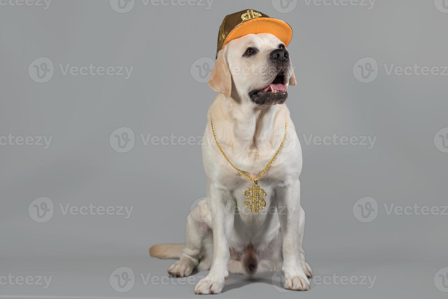 Hip-hop labrador in a gold DJ suit sits on a gray studio background photo