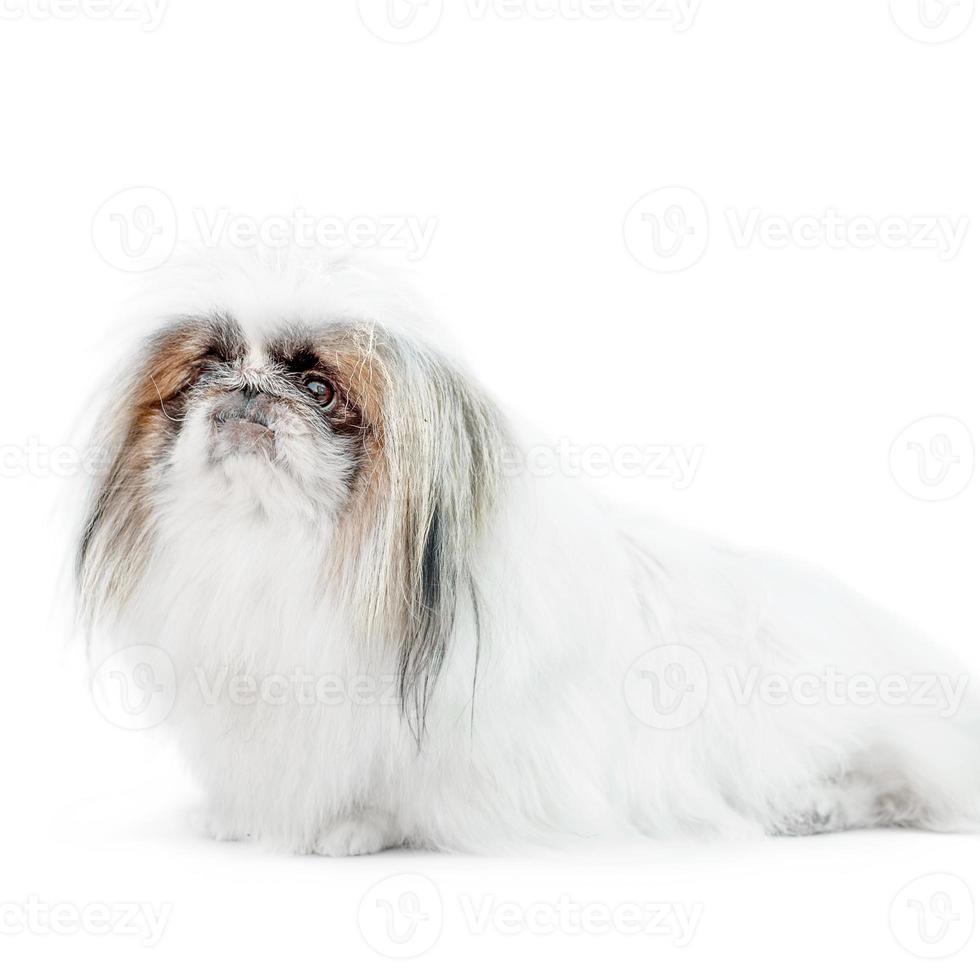 one Pekingese dog isolated on white background photo