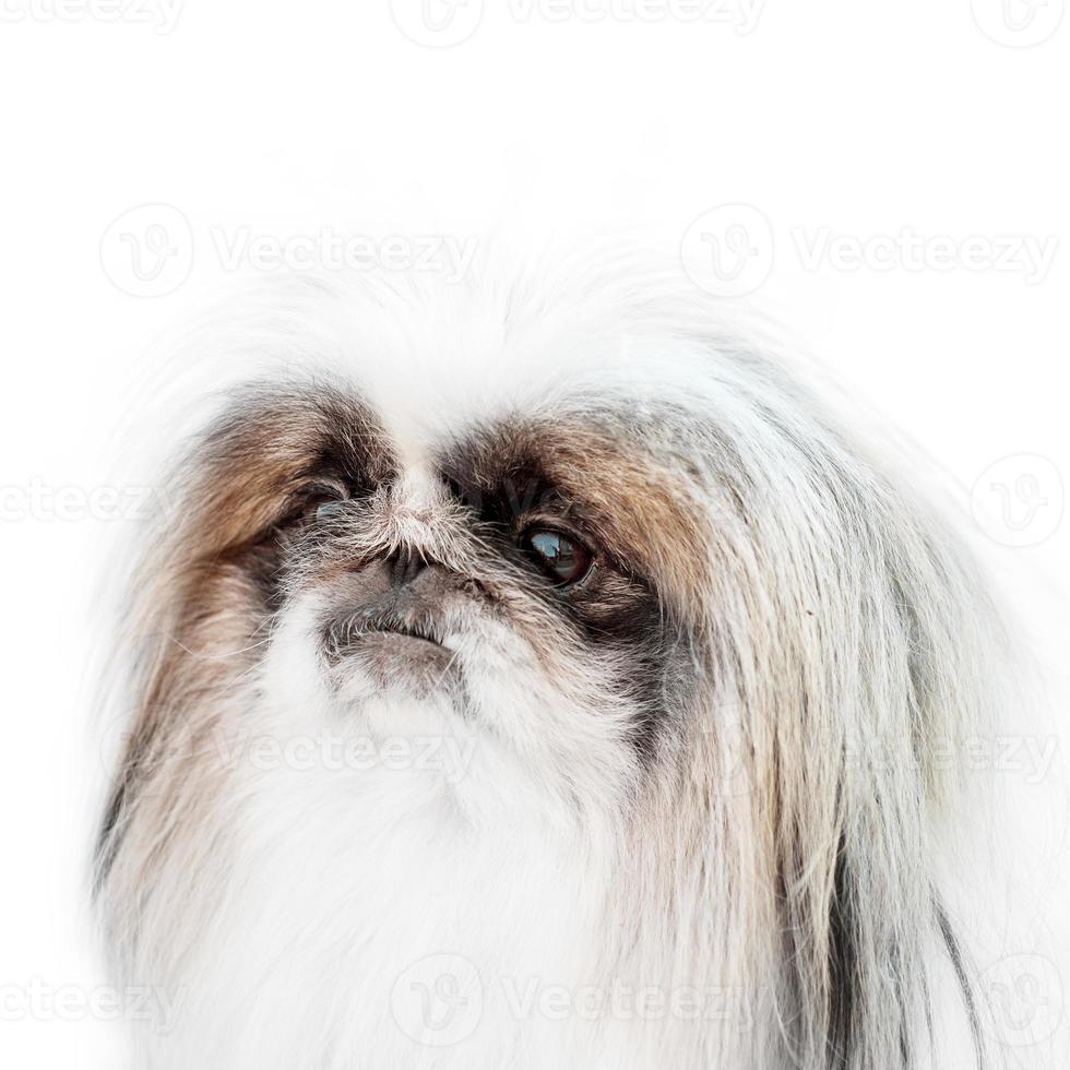 one Pekingese dog isolated on white background photo