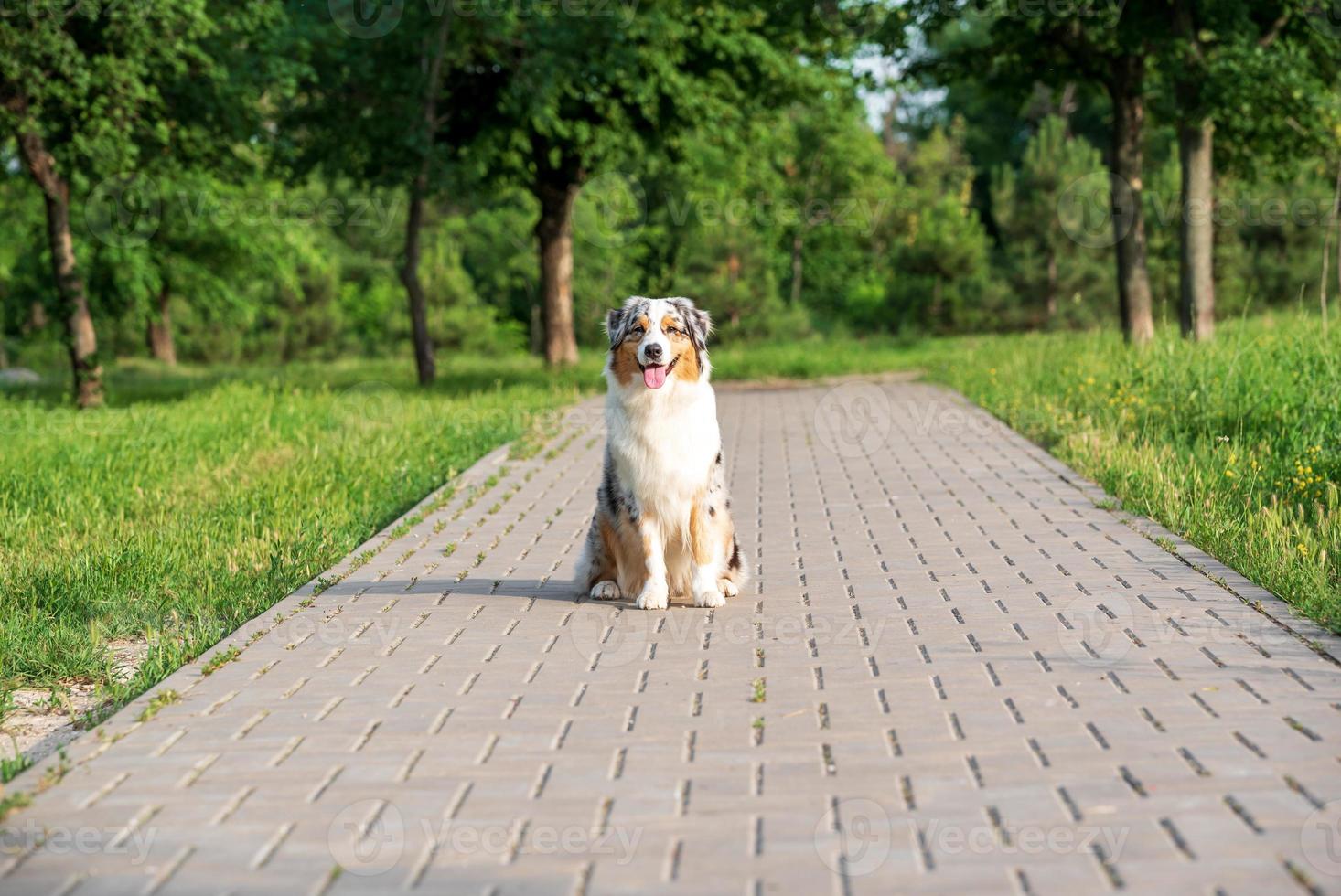 Australian Shepherd - Sidewalk Dog