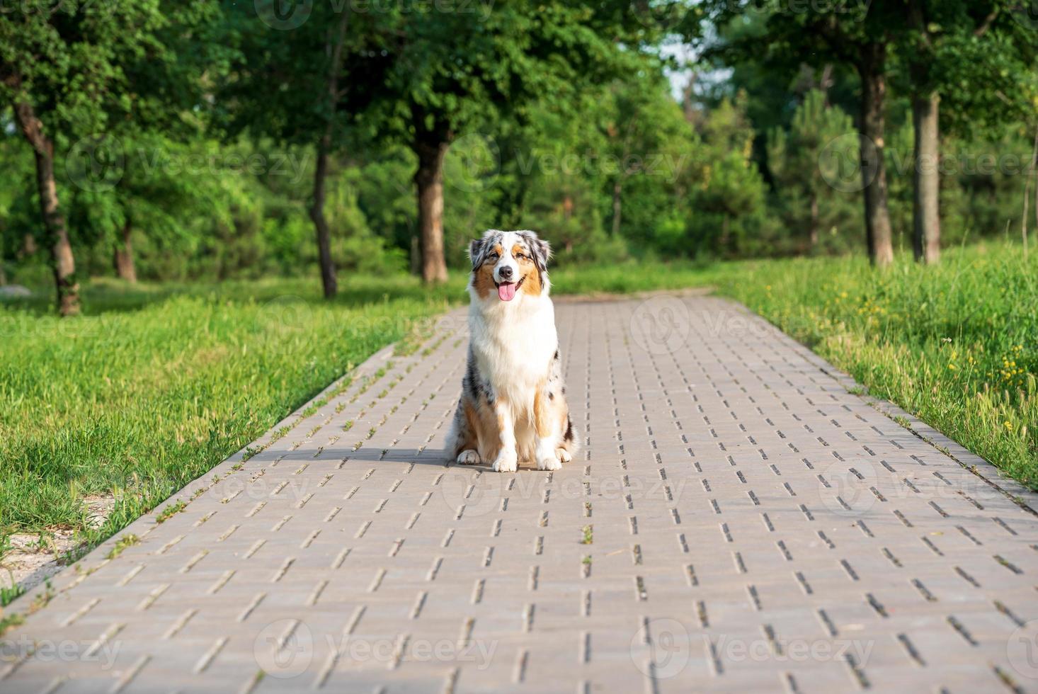 purebred australian shepherd dog for a walk in the park photo