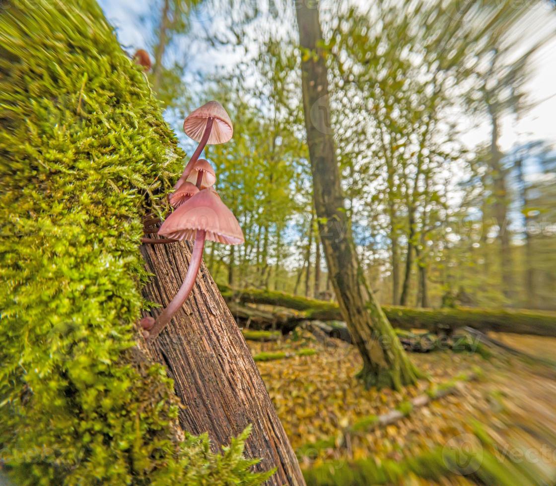 Close up of tree mushroom in autumn German forest photo