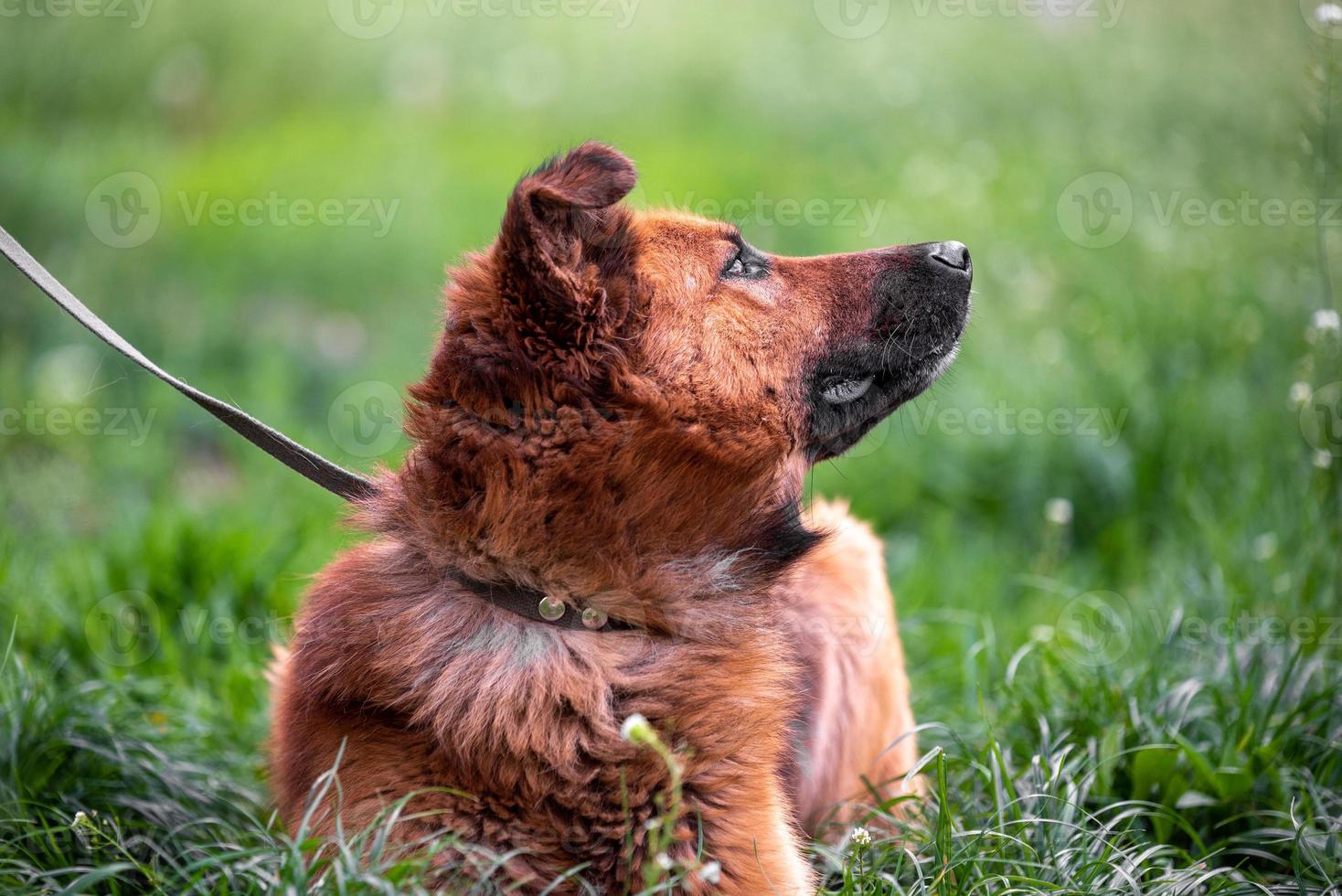 bright red large mongrel dog on a leash lies in the thick grass and looks up photo