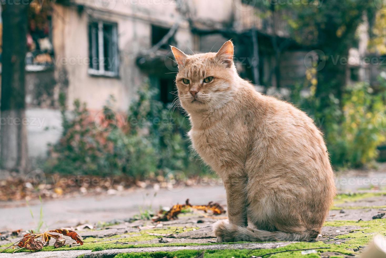 red-haired adult cat in the courtyard of a burned-down multi-storey building in Mariupol photo