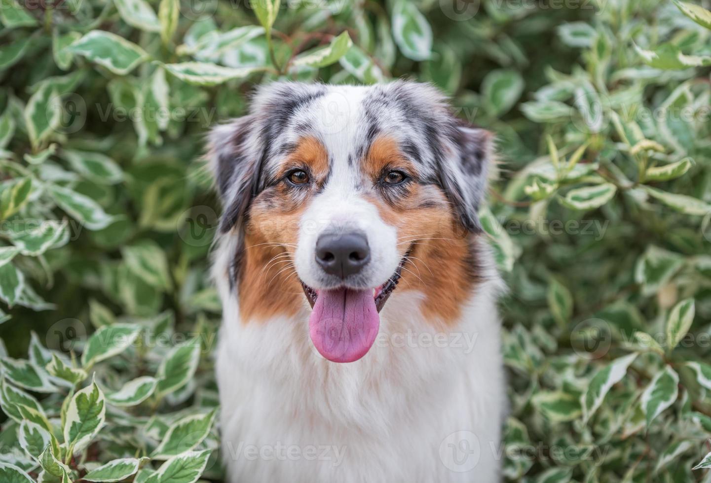 purebred australian shepherd dog for a walk in the park photo