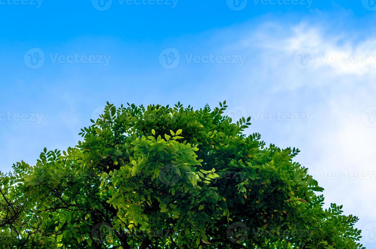 branches of a tree with green leaves against a blue sky with white clouds photo