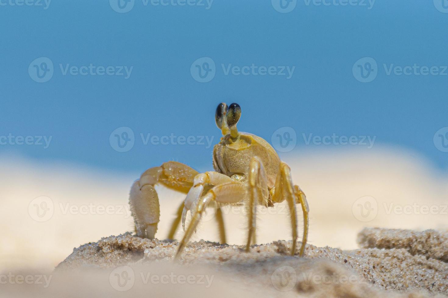 Close up of yellow beach crab in Brazil during the day photo