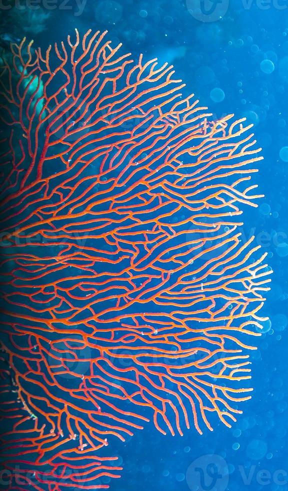 Macro image of a large red gorgonia coral in the great Barrier Reef photo