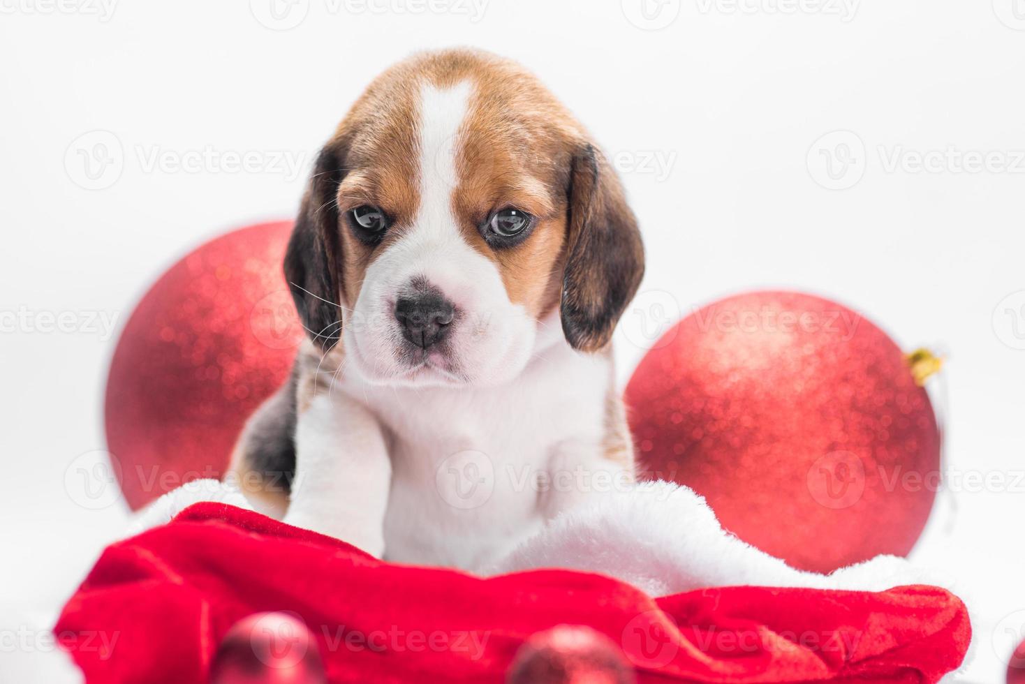 beagle puppy in Santa hat is sitting next to two Christmas balls on a white background photo