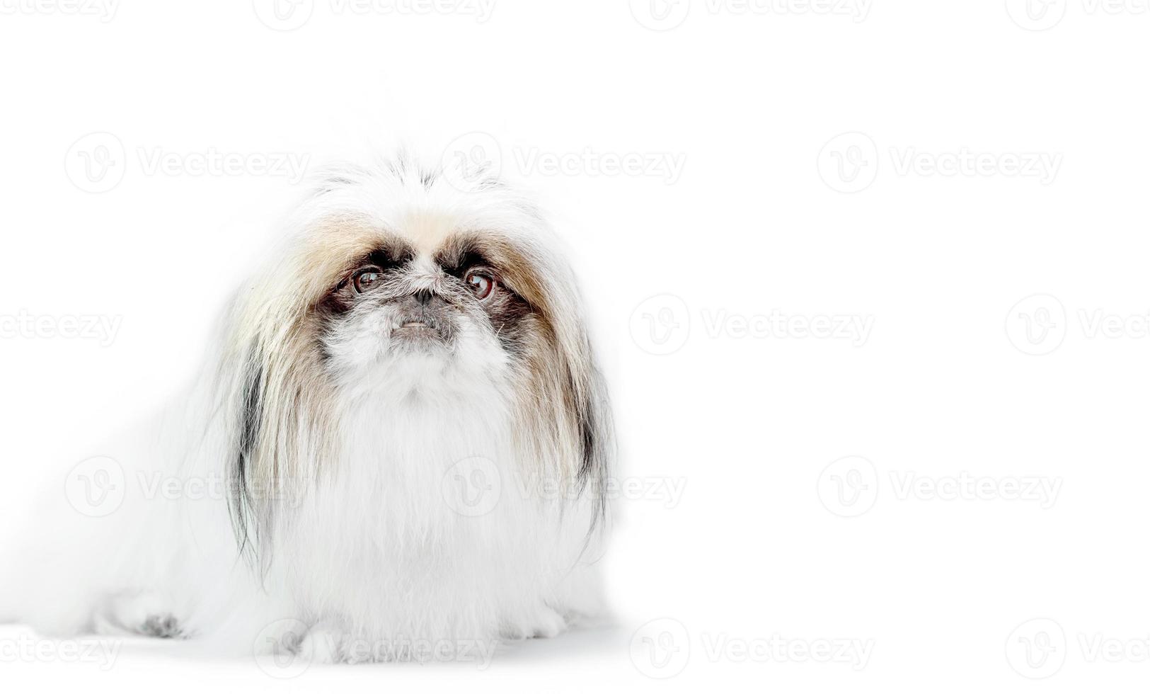 one Pekingese dog isolated on white background photo