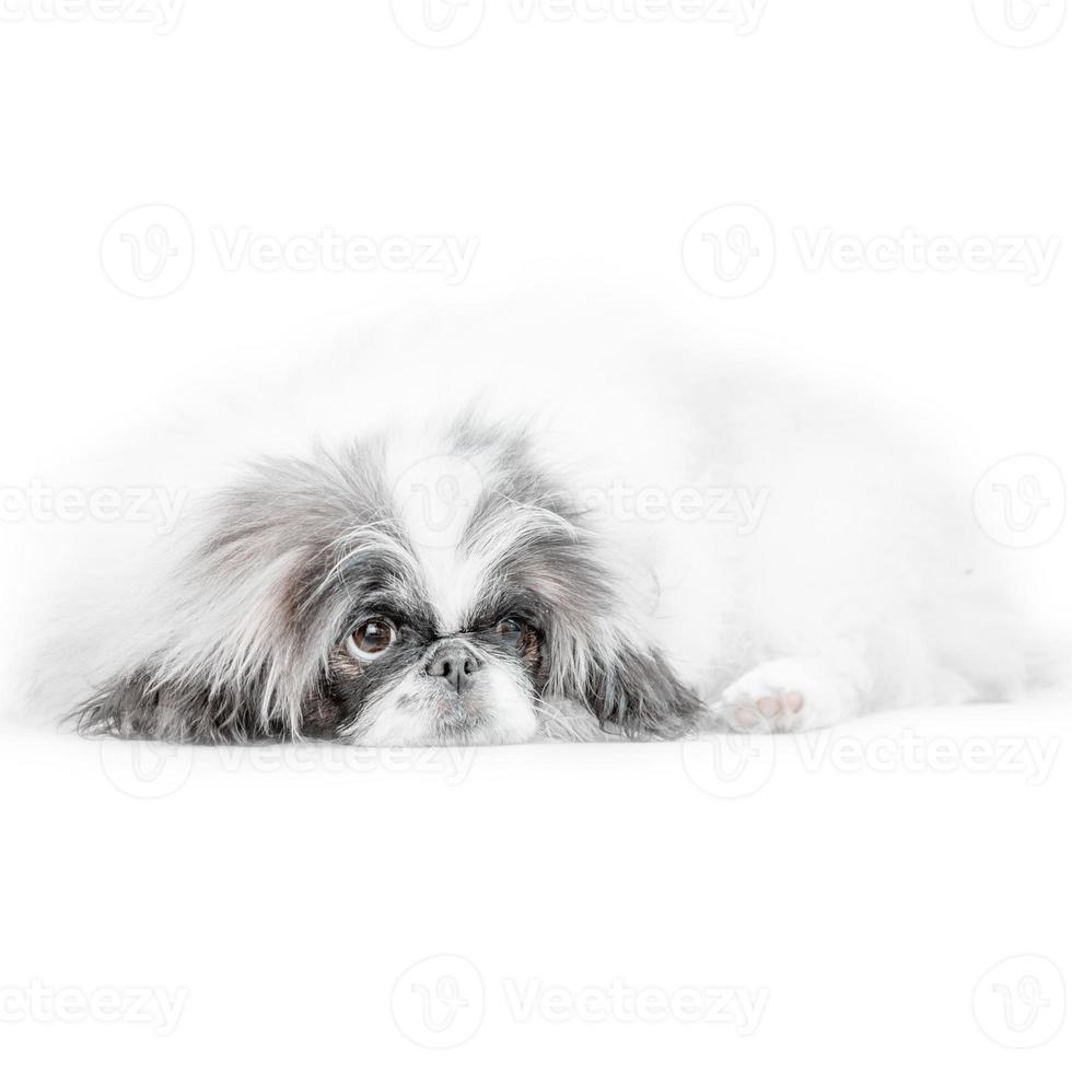 Un perro pequinés aislado sobre fondo blanco. foto