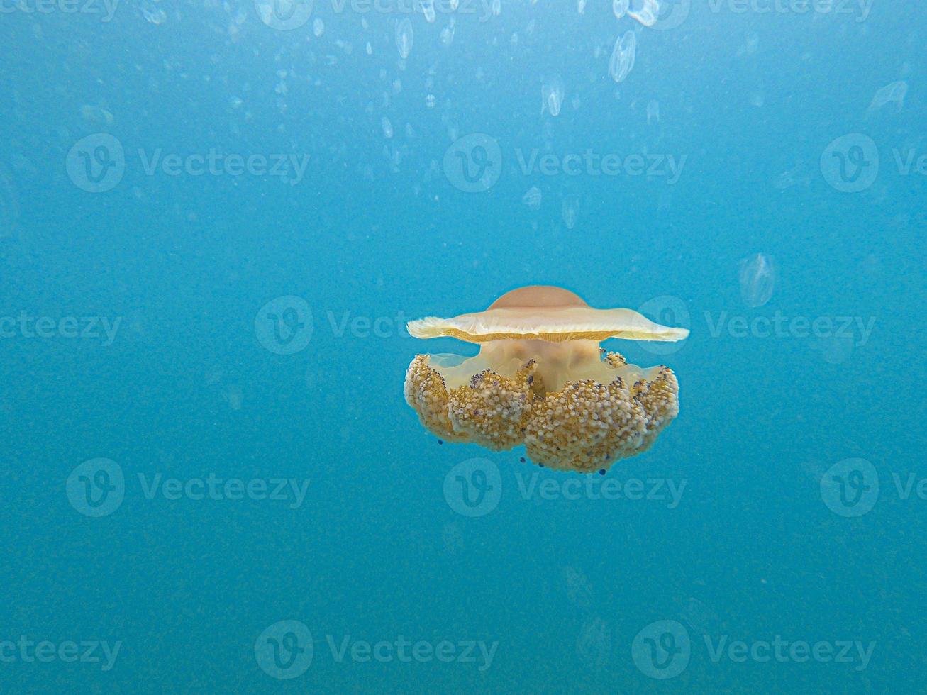 Colored ribbed jellyfish in the waters off Croatia during a jellyfish plague caused by high water temperatures due to climate change photo