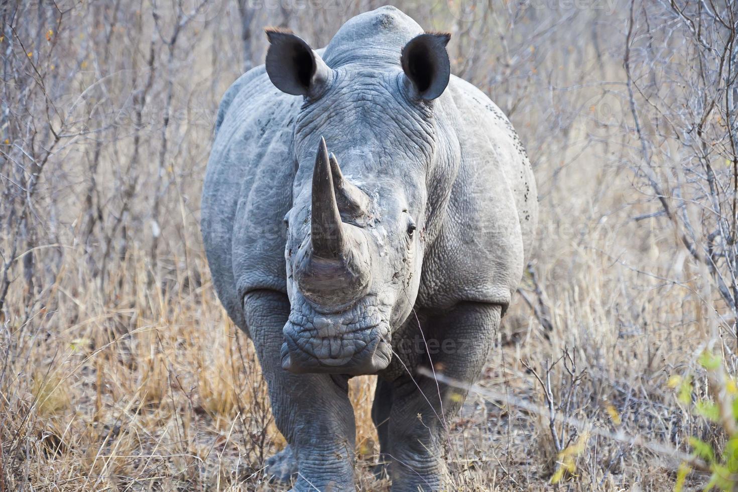 Rhino in Kruger National Park in the eveing photo