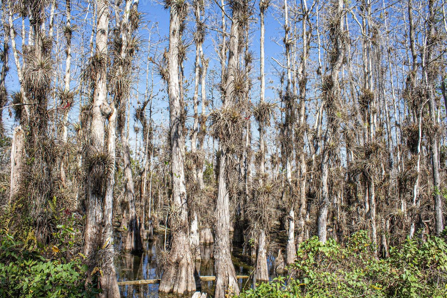 imagen del crecimiento de los árboles en los pantanos del parque nacional de los everglades en florida foto