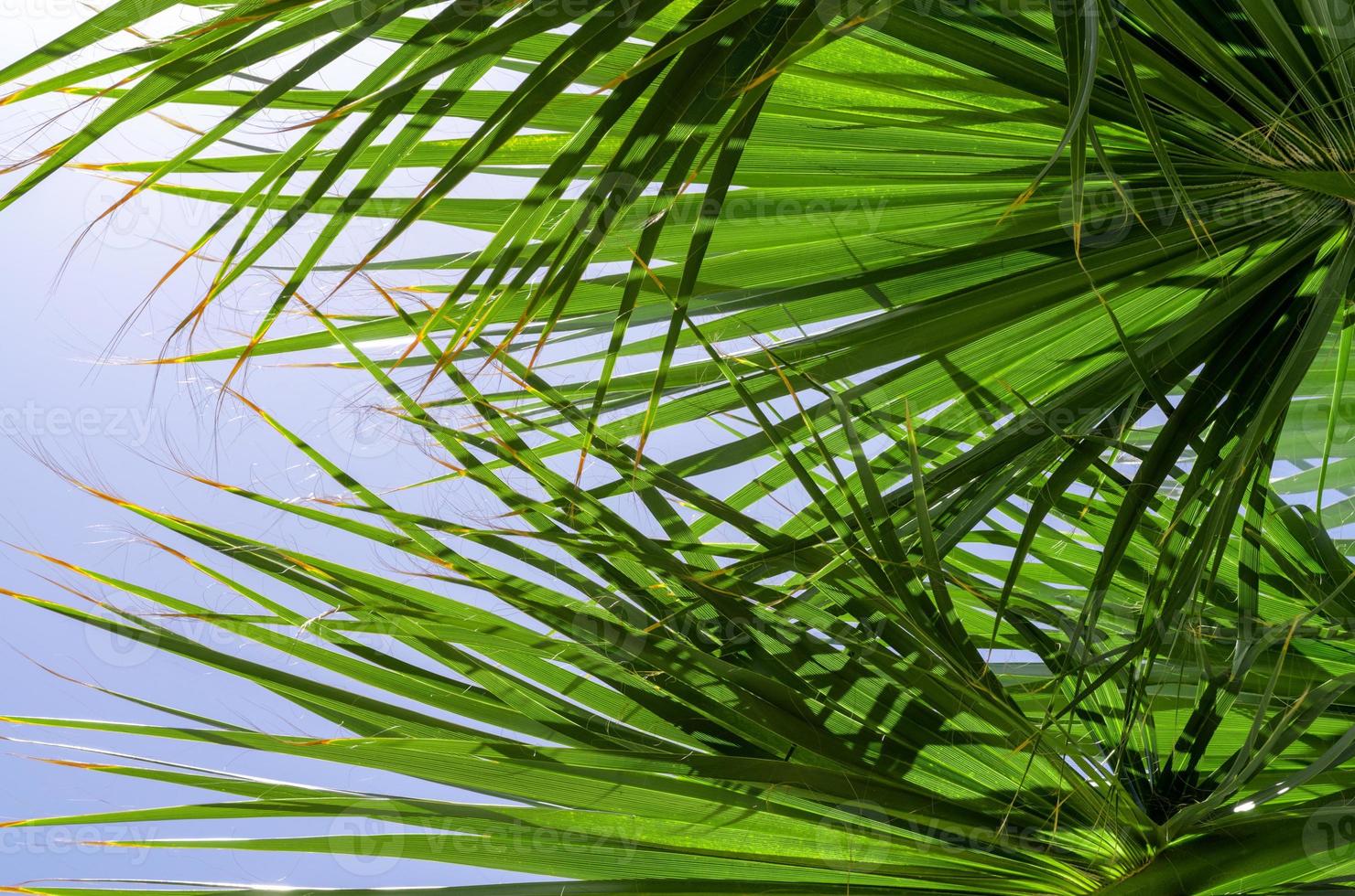fresh palm tree branches bottom view photo
