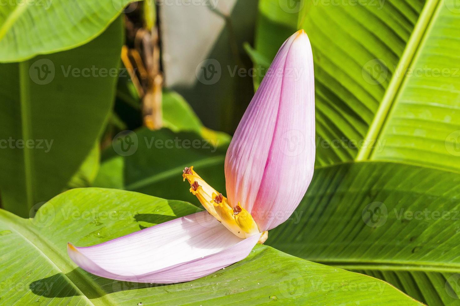 primer plano de un lirio de agua rosa durante el verano foto