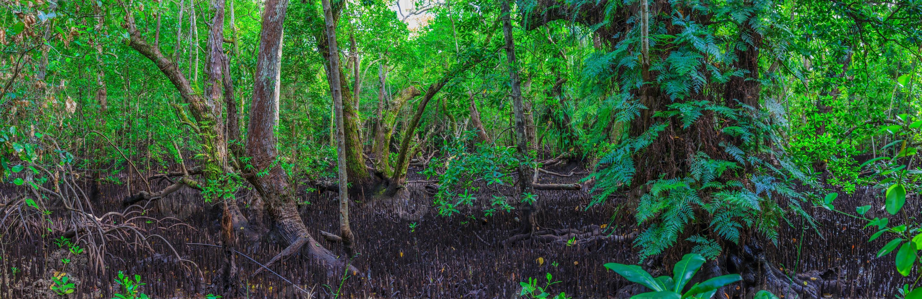Panorama picture inside a jungle wood photo