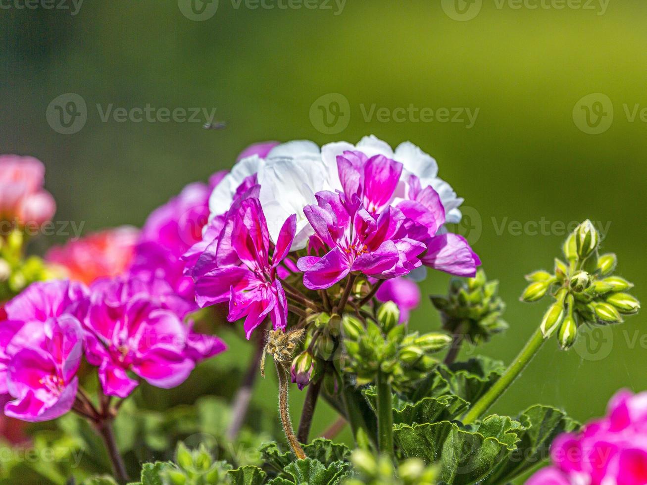 Closeup of white and pink colored cranesbill blossoms photo