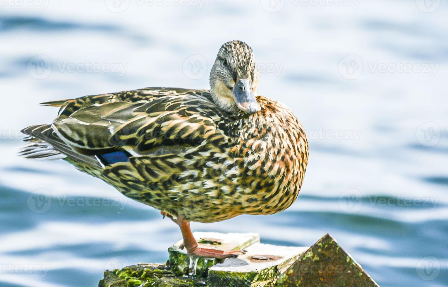 Close up of a duck on a pond during the day photo