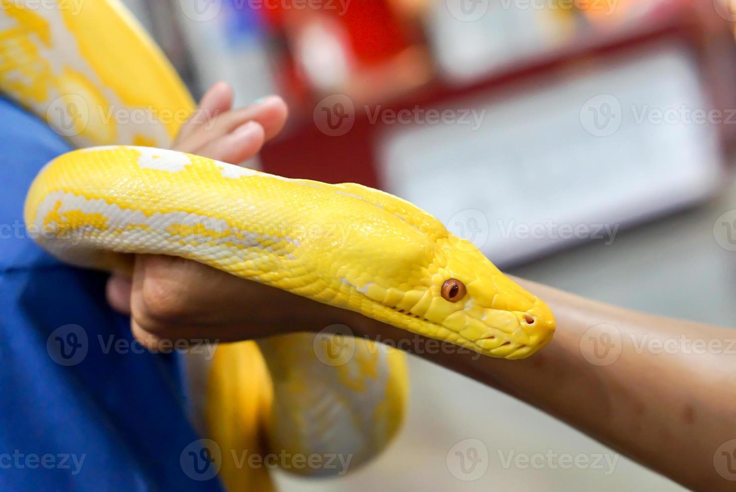 Closeup and crop hand of human touch and holding yellow python on ...