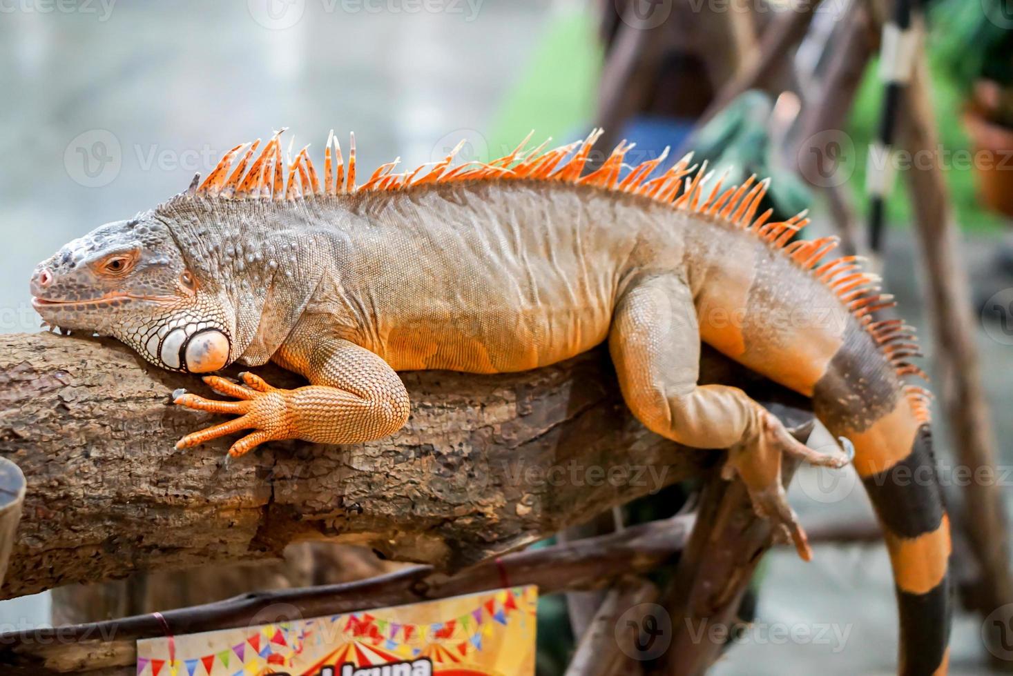 closeup Red Iguana on a log on blurry background photo