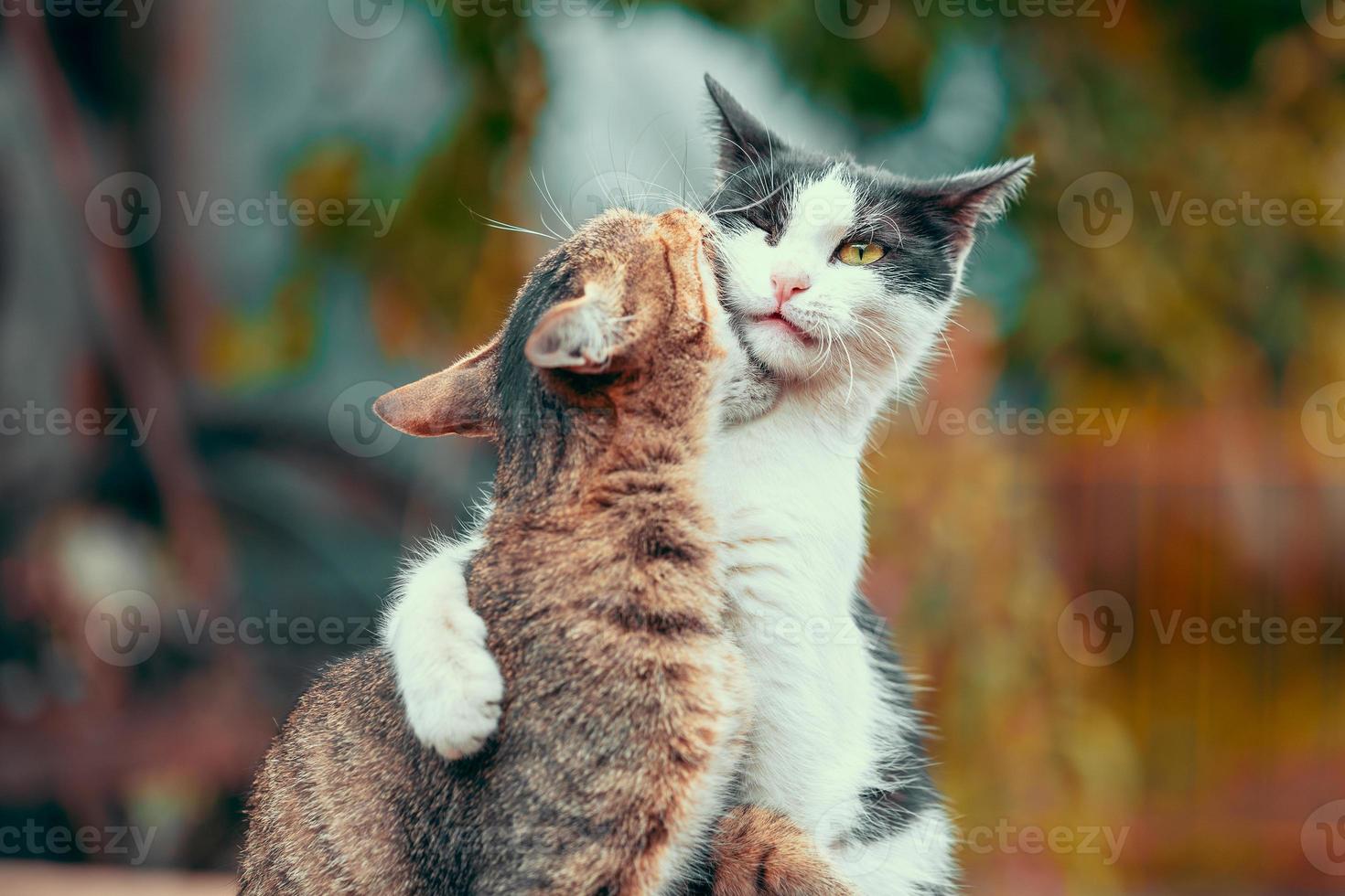 gato atigrado muerde gato gris y blanco en colores de otoño foto