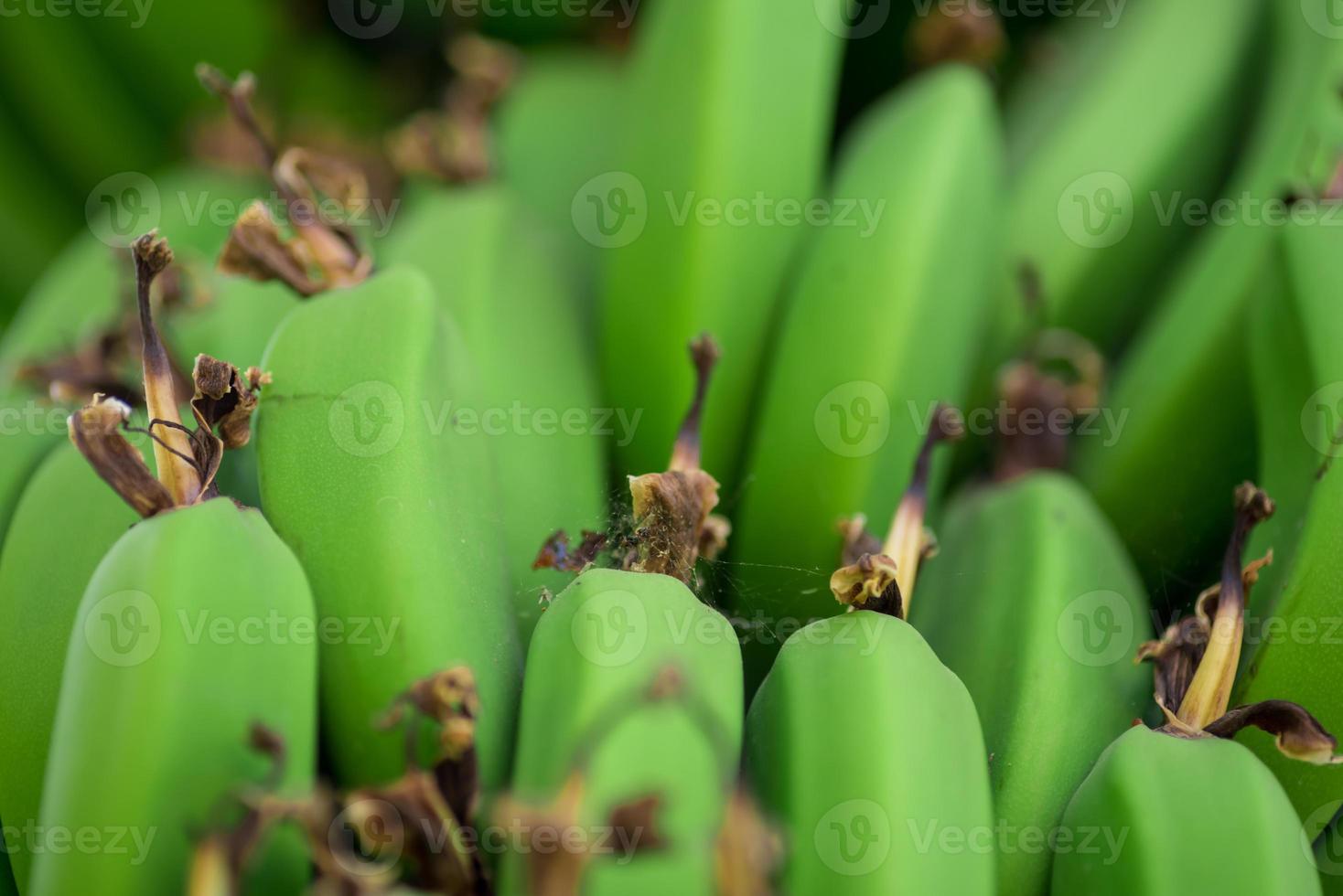 primer plano de fondo de comida de plátanos naturales frescos foto