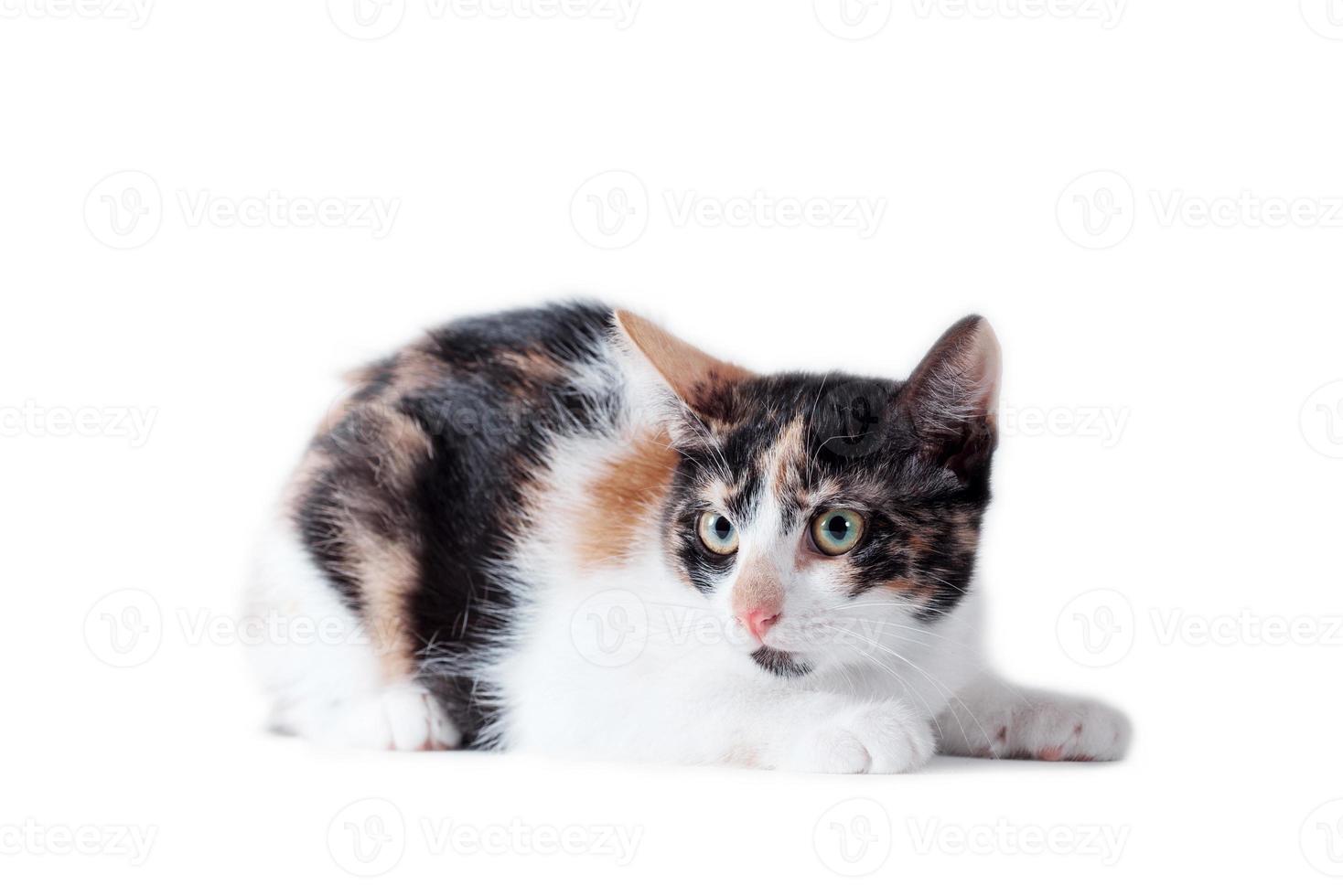 gato adulto tricolor acostado sobre un fondo blanco foto