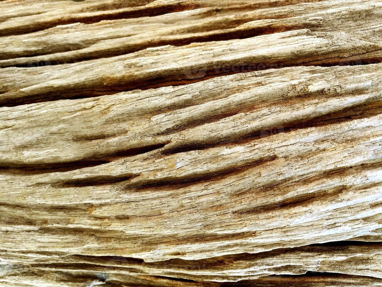 Closeup and crop texture of dry wooden log photo
