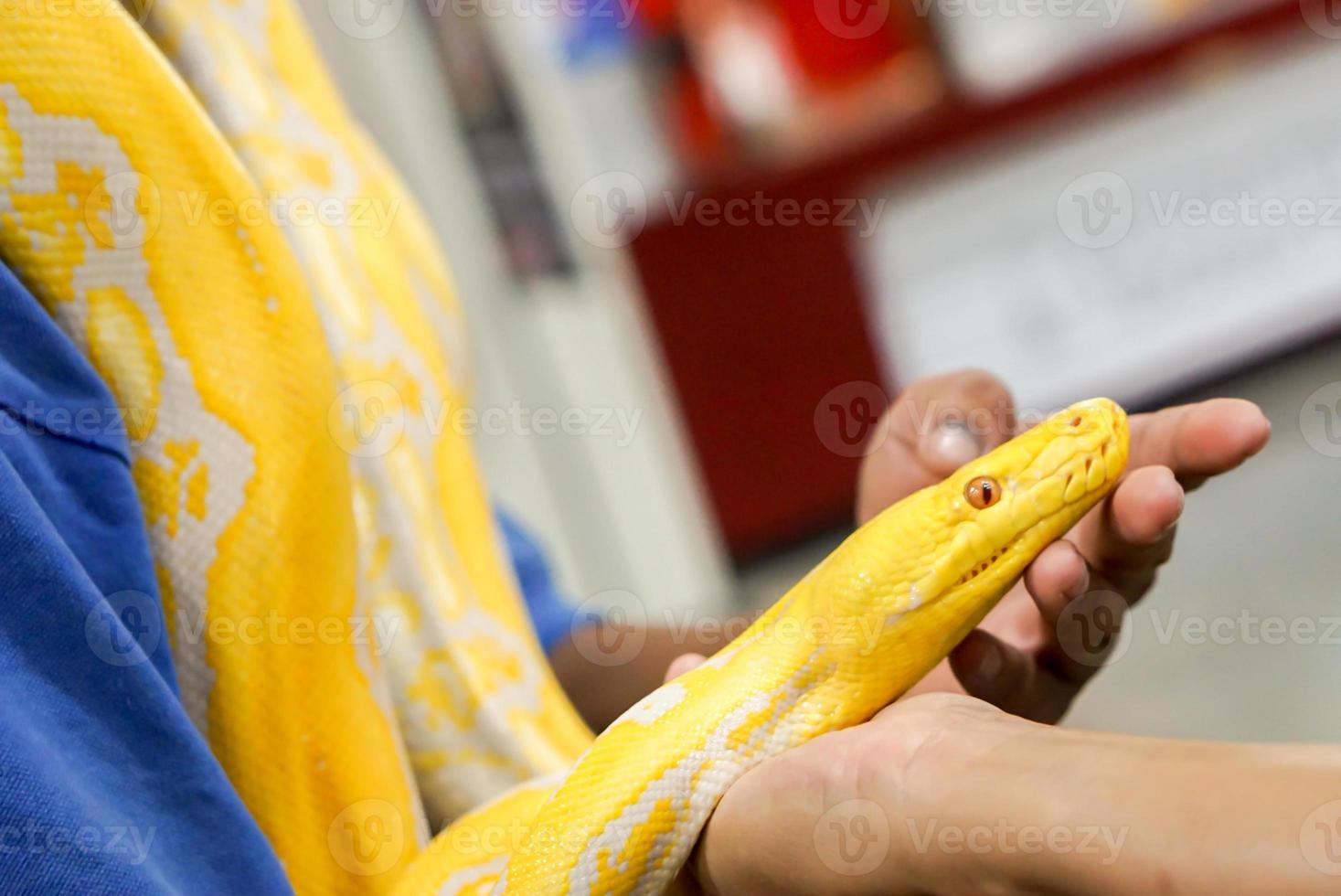 Closeup and crop hand of human touch and holding yellow python on blurry background. photo