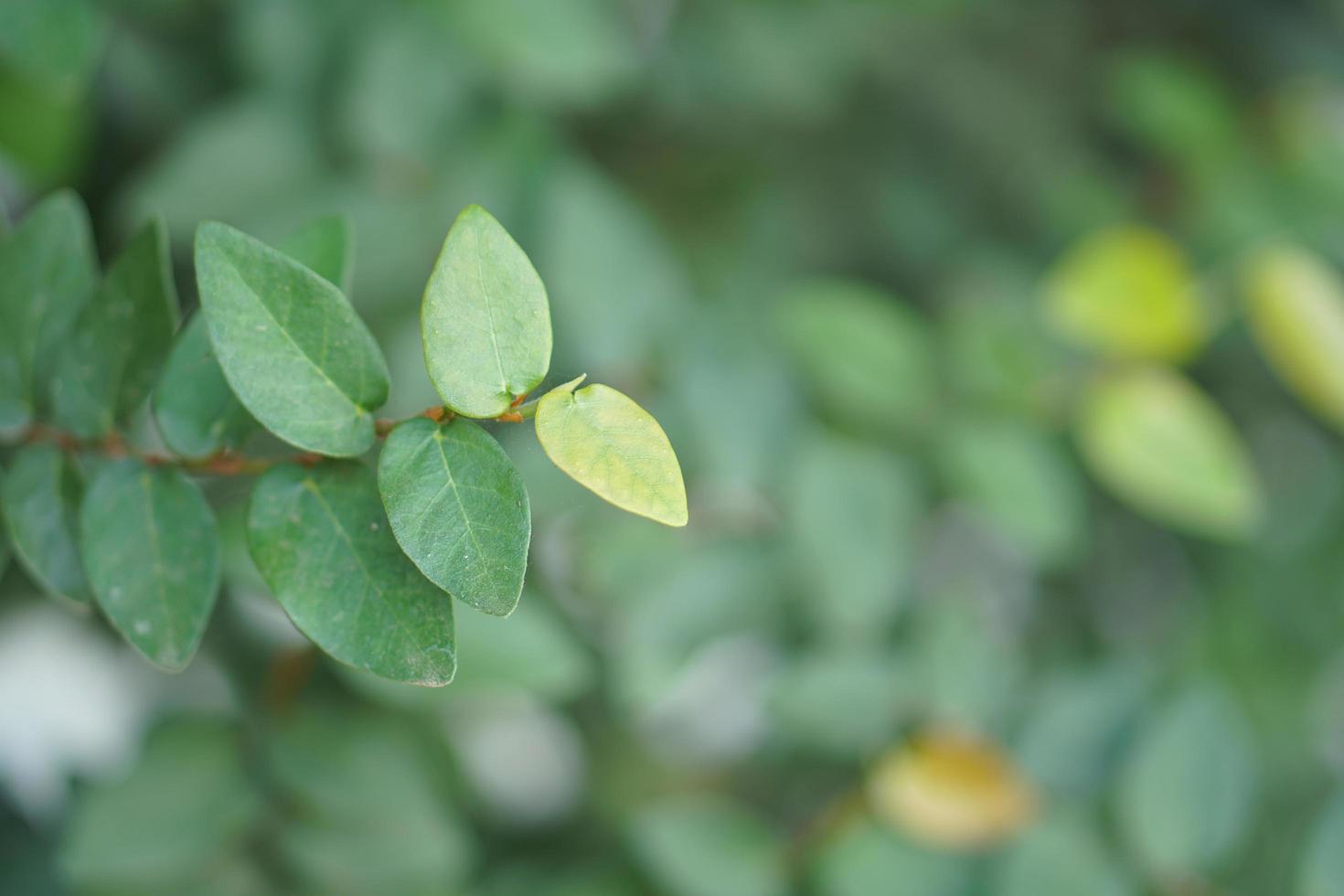 green leaf background natural beauty photo