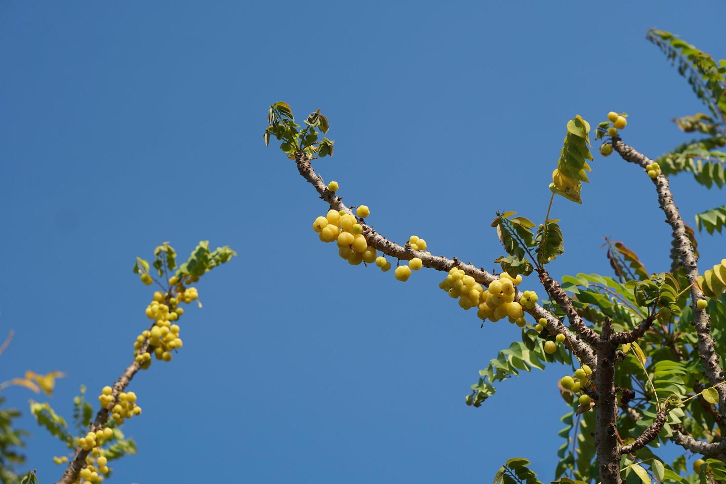 yellow gooseberry on the tree photo