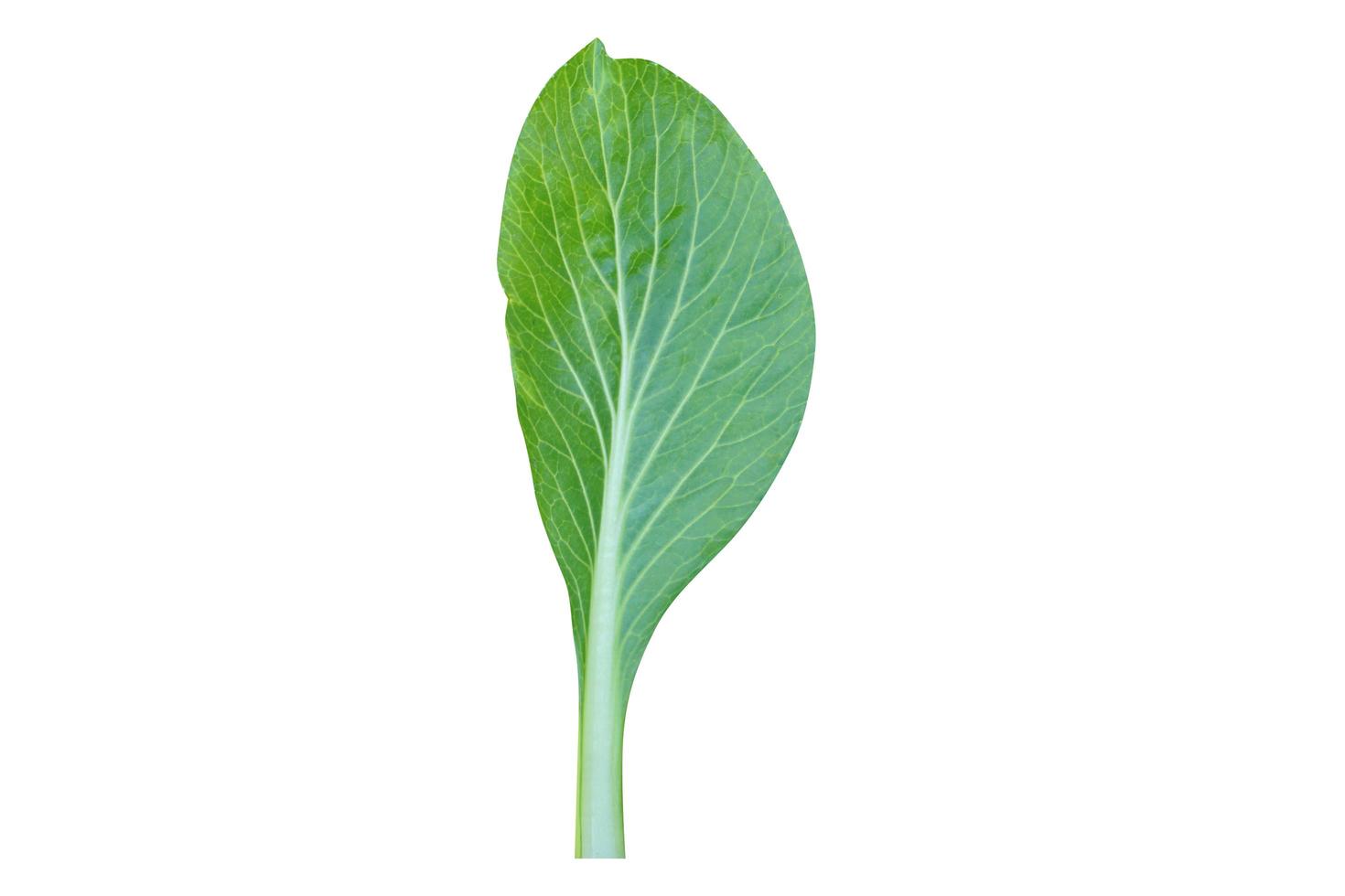 lettuce leaves on a white background photo