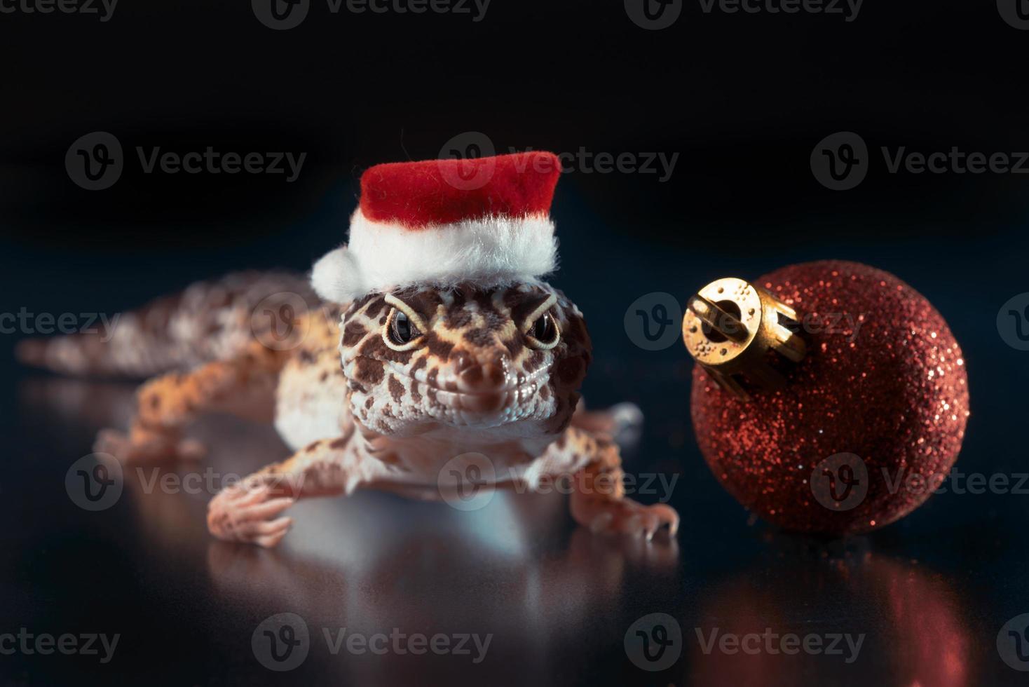 lizard eublefar in a Santa hat on a black background with a small red Christmas ball photo