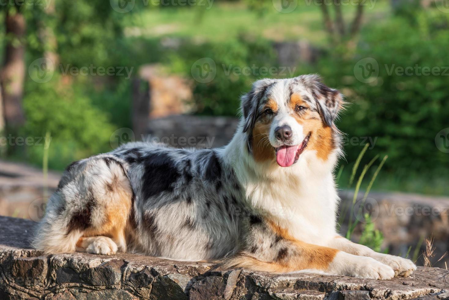 purebred australian shepherd dog for a walk in the park photo