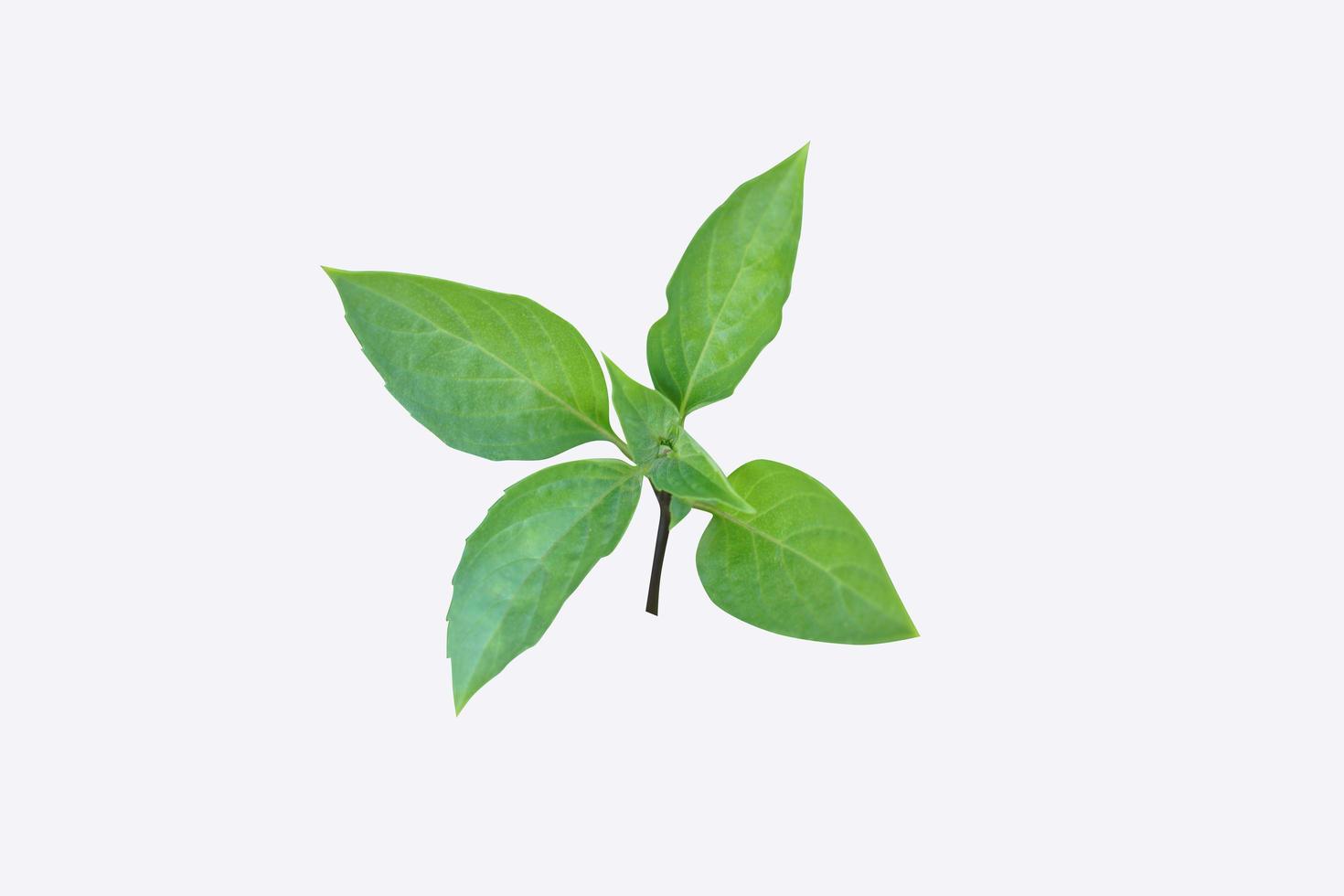 basil leaves on a white background photo