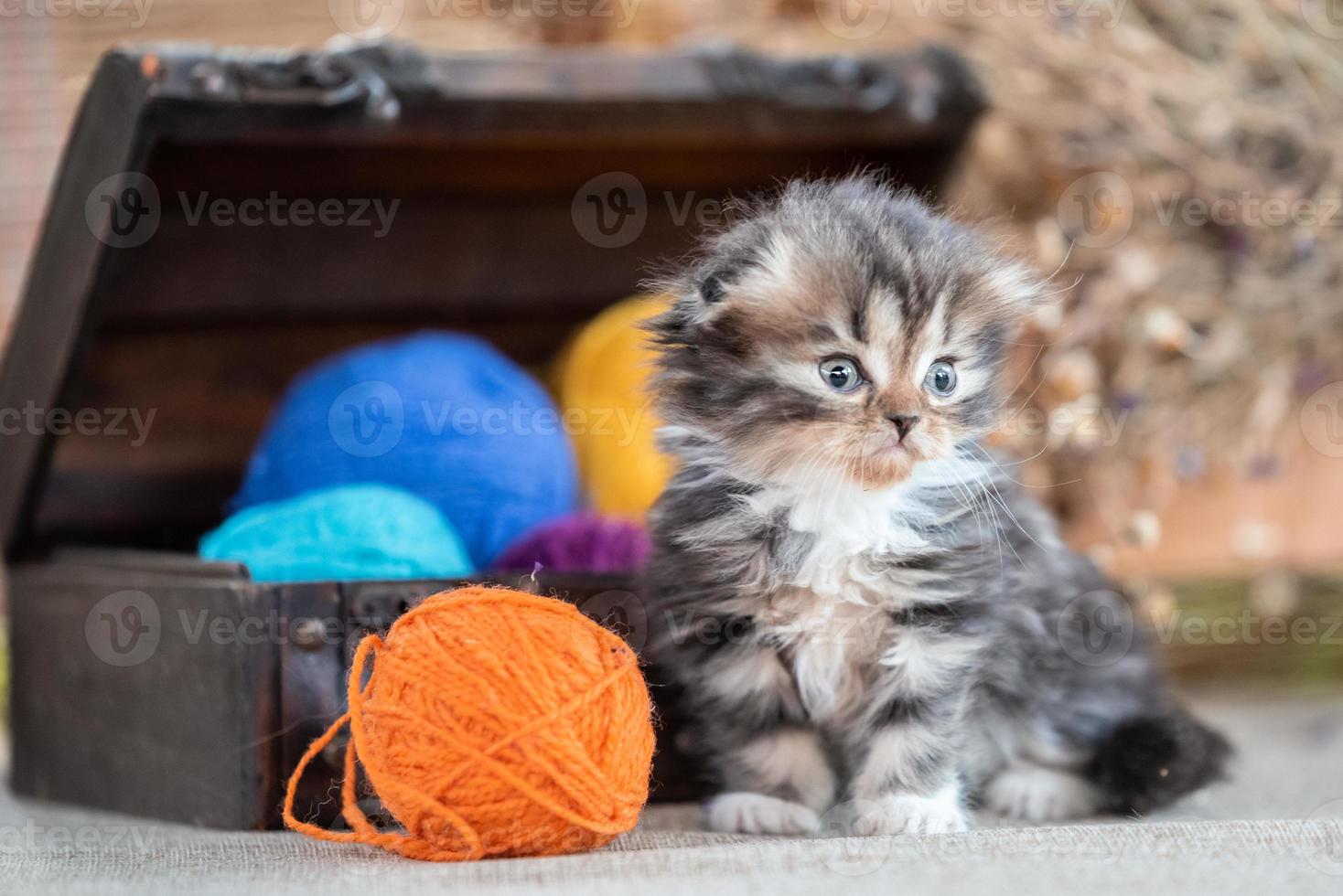 scottish fold tricolor kitten near decorative dower chest with multicolored balls of wool on a rustic background photo