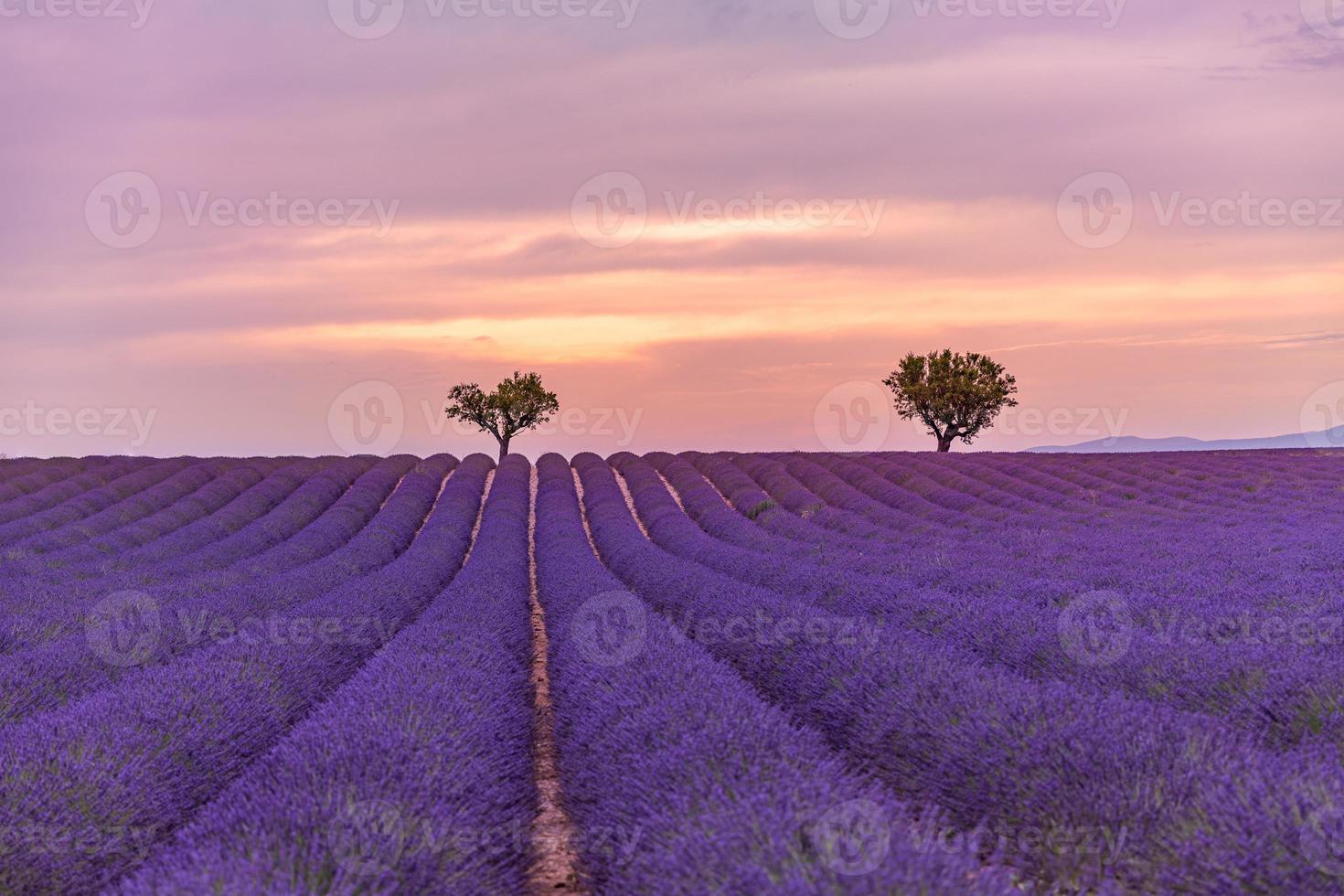 Beautiful landscape. Panorama lavender field summer sunset landscape near Valensole. Provence, France. Panoramic view of French lavender field at sunset. Sunset minimalism landscape, peaceful nature photo