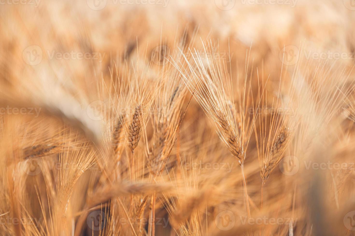 Wheat field as natural product. Agriculture wheat landscape in sunlight closeup. Summer background of ripening ears. Wheat field. Ears of golden wheat closeup. Beautiful nature sunset landscape, rural photo