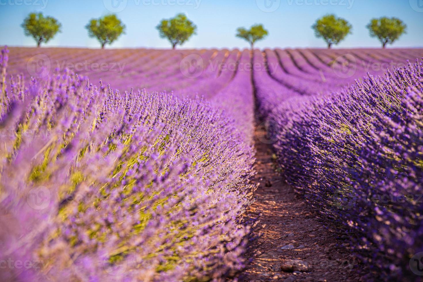 Amazing lavender field on a summer landscape, flowers and meadow and tree. Wonderful scenery, tranquil nature, inspirational view. Blooming summer flowers under blue sky, blur nature view photo