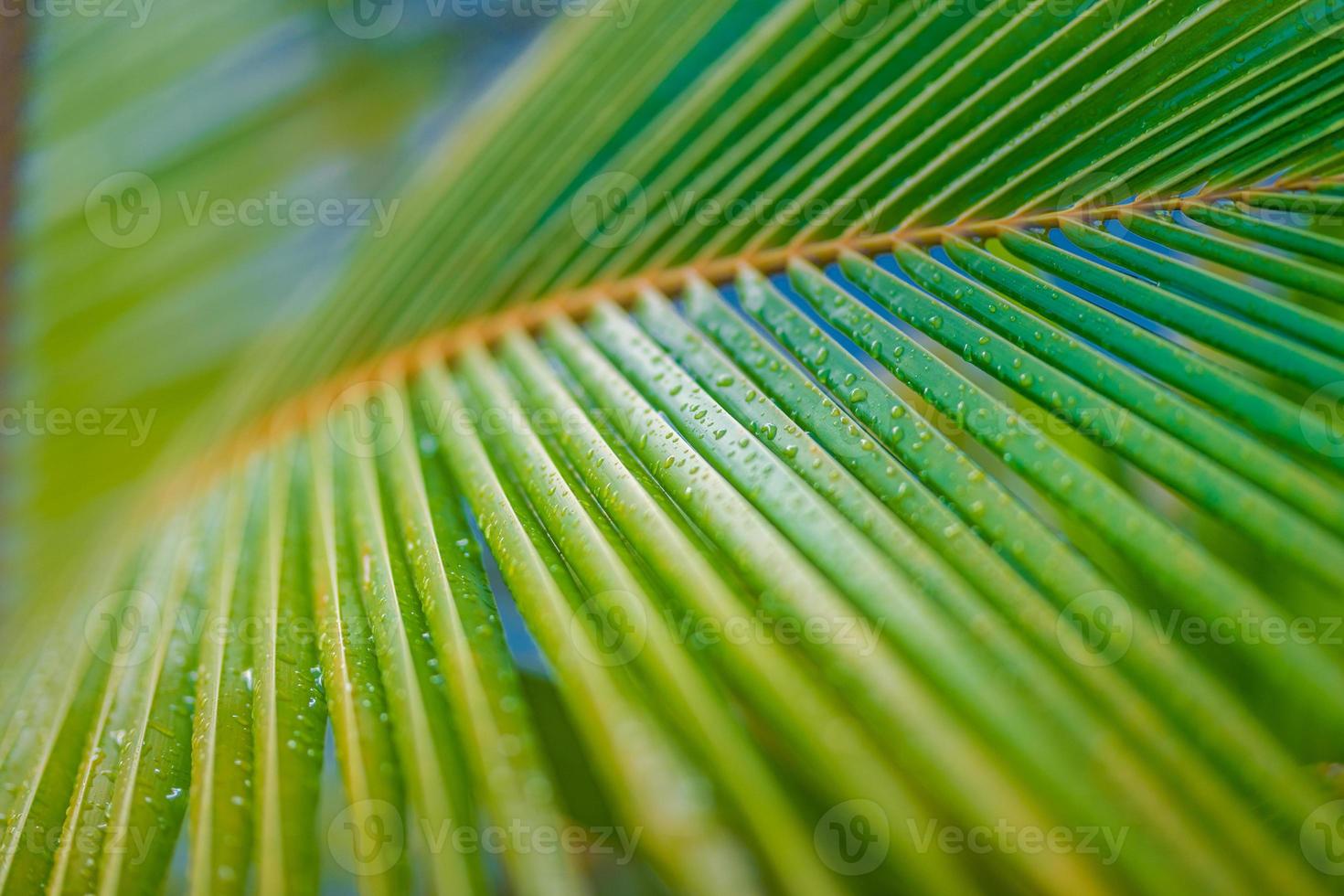 Beautiful palm leaf with water droplet and shallow dof as blurred artistic background. Tropical landscape of palm leaves. Exotic minimal nature background, peaceful nature photo