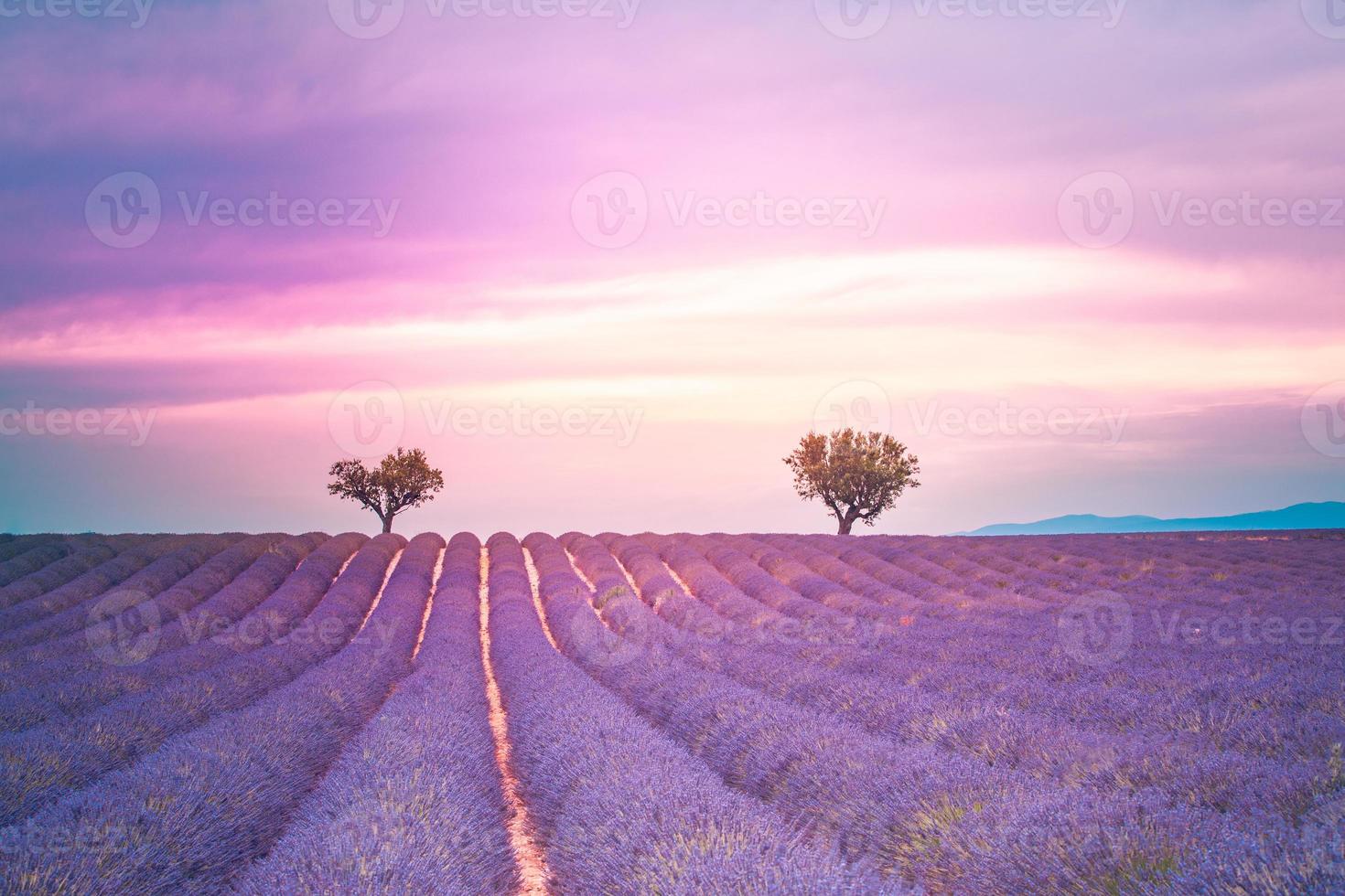 Lavender landscape sunset. Amazing spring summer view of fields and meadow landscape, skyscape with peaceful colors. Idyllic scenery, summer nature. Beautiful landscape. Perfect color flowers trees photo