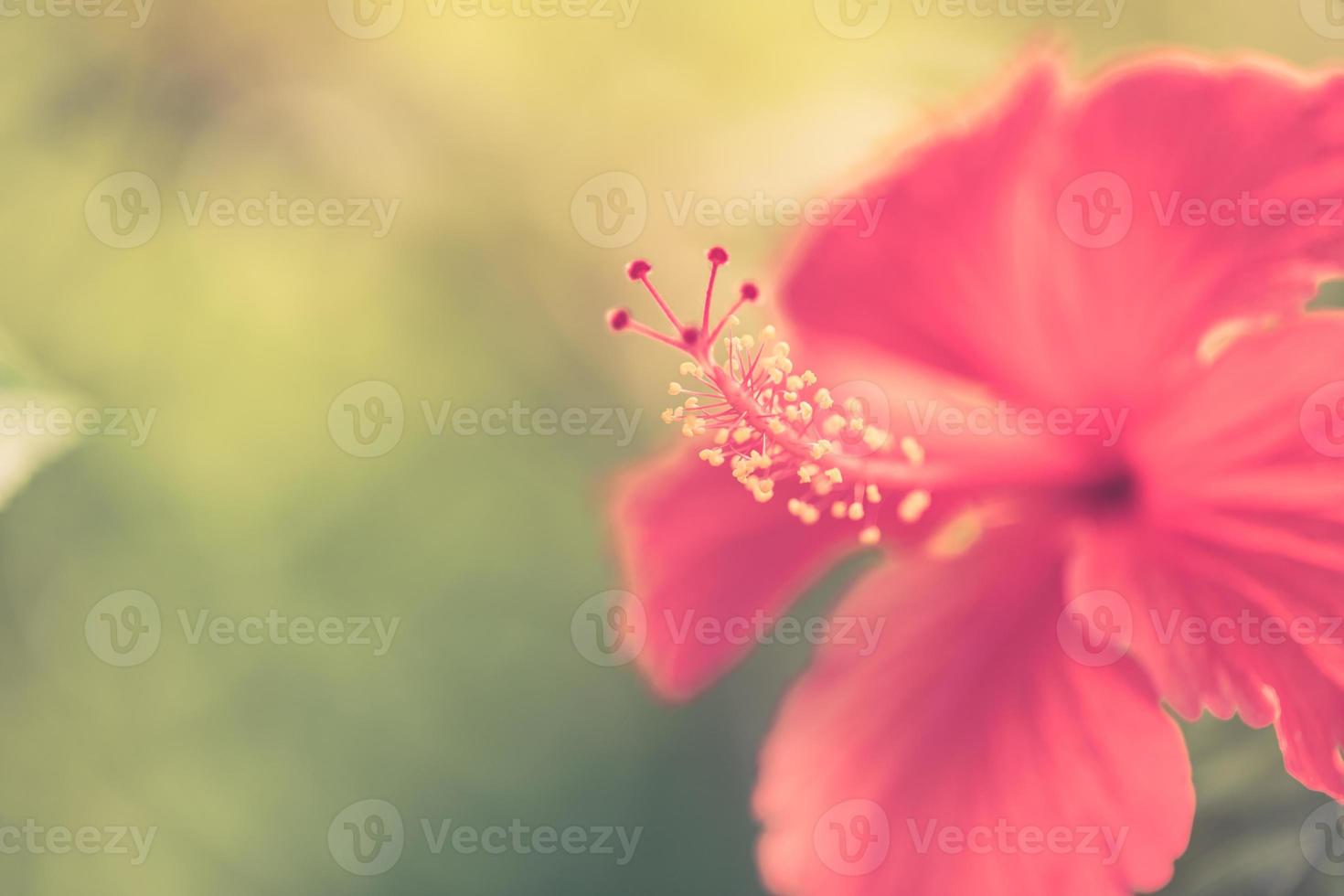 primer plano artístico de la naturaleza del verano, fondo floral inspirador en la luz solar borrosa. flor de hibisco floreciendo sobre un fondo de hermosa naturaleza borrosa. foto