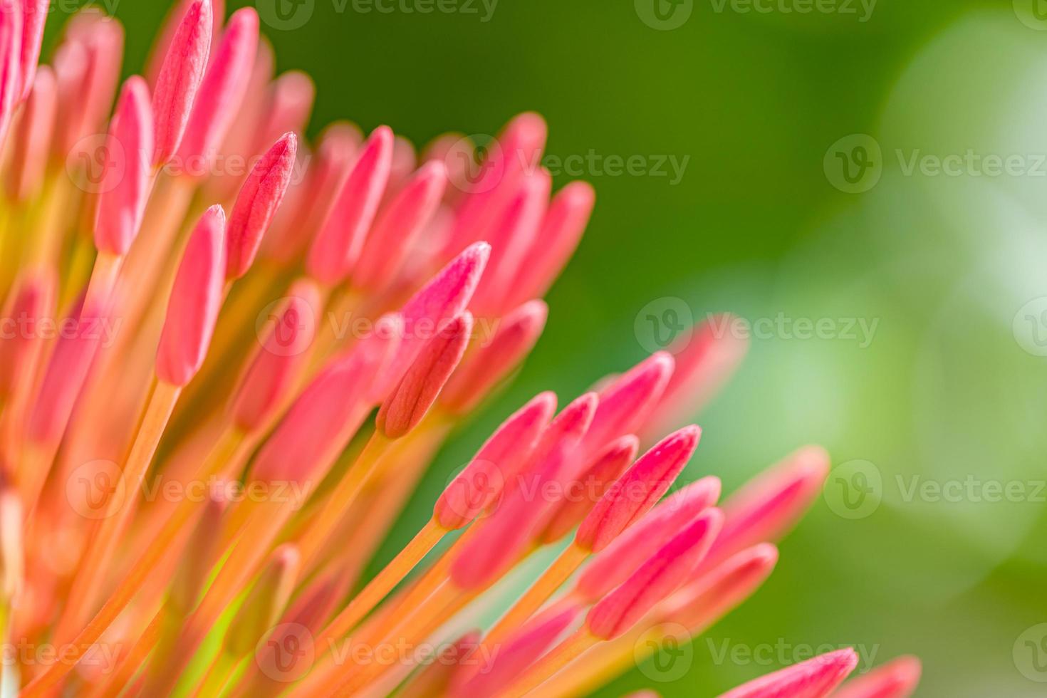 Bougainvillaea flower in the park on blurred bokeh background. Exotic flower and nature view photo