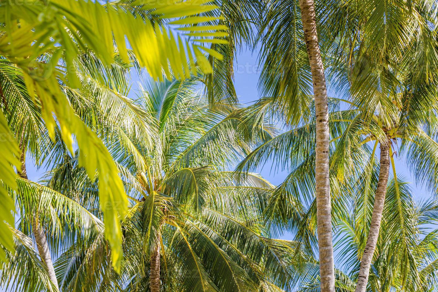 Tropical trees background concept. Coco palms and peaceful blue sky with sun rays. Exotic summer nature background, green leaves, natural landscape. Summer tropical island, holiday or vacation pattern photo